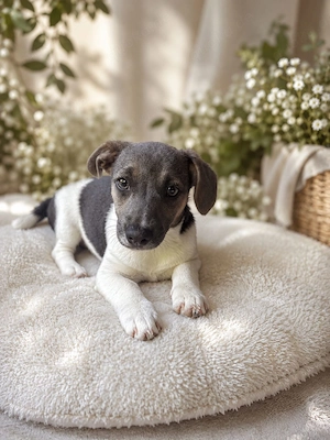 Jack Russell Hündin in Sonderfarbe Blue line 