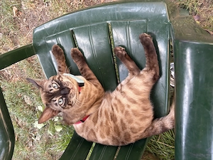 Bengal Kater apzugeben 