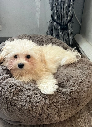 pomapoo welpe rüde
