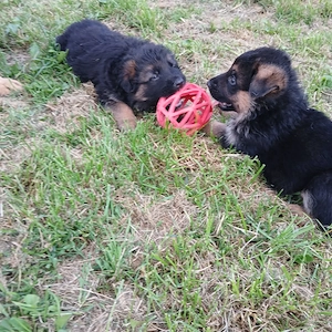 Schäferhundewelpen schwarz-braun mit Papieren 