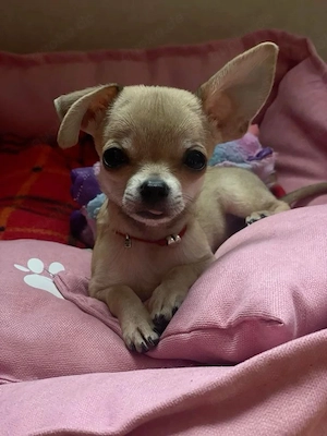 Liebevoller Chihuahua-Welpe 