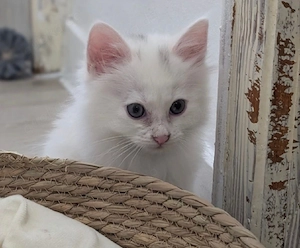 Türkisch Angora Kater sucht liebevolles zu Hause 10 Wochen