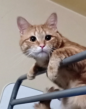 Blonder super schlauer Kater 