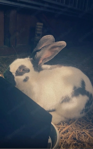 kaninchen abzugeben - nur in guten händen 