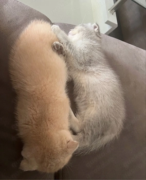 Baby katzen