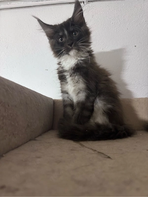 Maine Coon Reinrassig Abgabebereit ab sofort