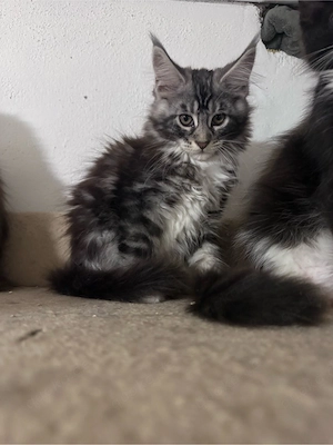 Maine Coon Reinrassig