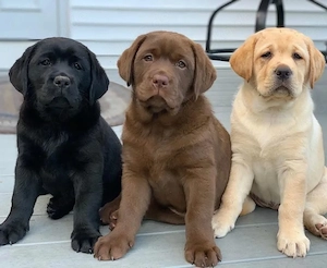Labrador-Welpen