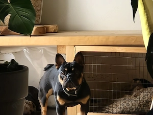 Deckrüde blacktan