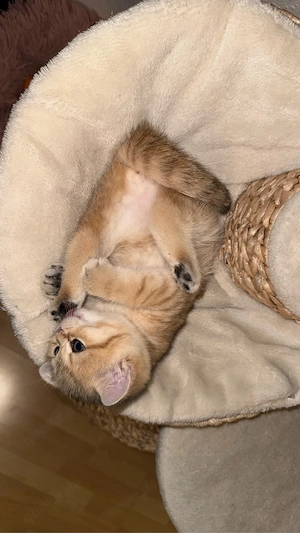 bkh kitten w ab sofort 