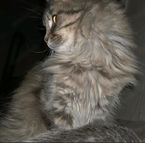Main Coon Katze 