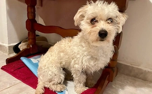 Traumhund Josephine sucht Zuhause