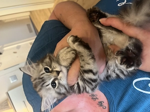 Katzenbabys