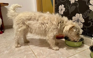 Kleiner Herzensbrecher Obelix sucht ein Zuhause