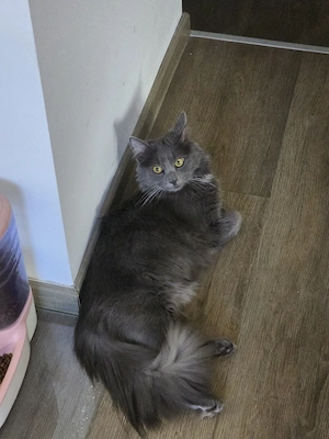 maine coon mix abzugeben 