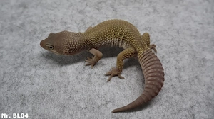 MÄNNCHEN Leopardgecko 2025 und adult zuchtreif proven breeder