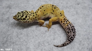 90  WEIBCHEN Leopardgecko 2025 