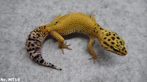 100  Leopardgecko Weibchen 2025