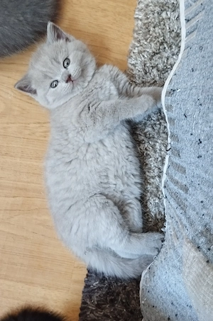 Bkh Kitten verschiedene Farben 