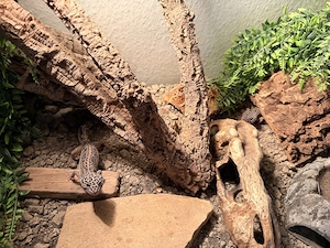 2 Leopardgecko Weibchen (vorzugsweise mit Terrarium.