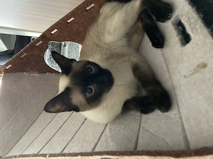 Reinrassiger Siam Deckkater gesucht