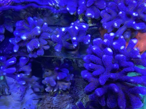  Stylophora Milka   kräftige, angewachsene Ableger aus gesundem Meerwasseraquarium  Bild 2