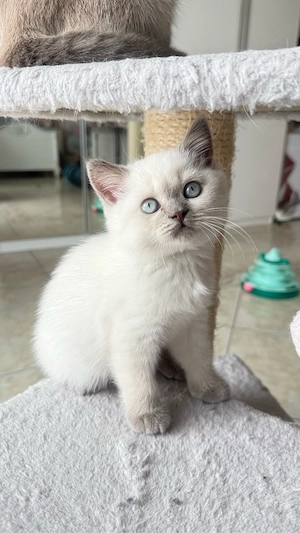 BKH Kitten Mädchen Blue Point