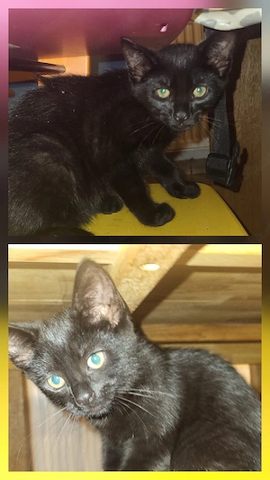 2 kitten Katzenbabys zu verschenken 