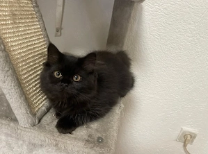    Britisch Langhaar Mix Mädchen   3 Monate altes Katzenbaby