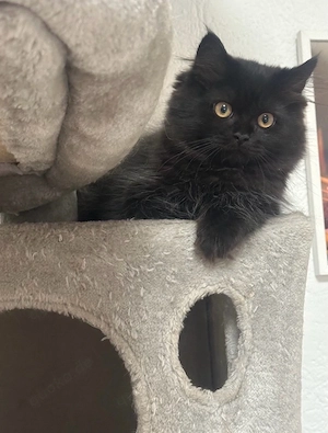 Britisch Langhaar Mix Mädchen   3 Monate altes Katzenbaby