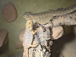 Bartagame zu verkaufen 