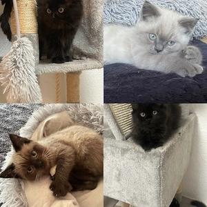   Britisch Langhaar Mix Kitten   4 süße Katzenbabys, 3 Monate alt