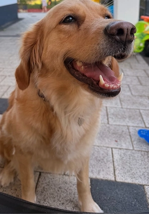 Golden Retriver Dame sucht neues liebevolles zuhause 