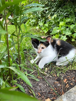 Haus Katze 