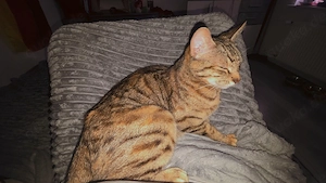 halb siam nala sucht schweren herzens neues zuhause