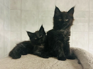 Main Coon Kitten 