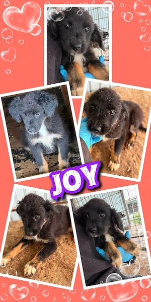 wunderschönes Welpenmädchen "Joy" sucht ein liebevolles Zuhause