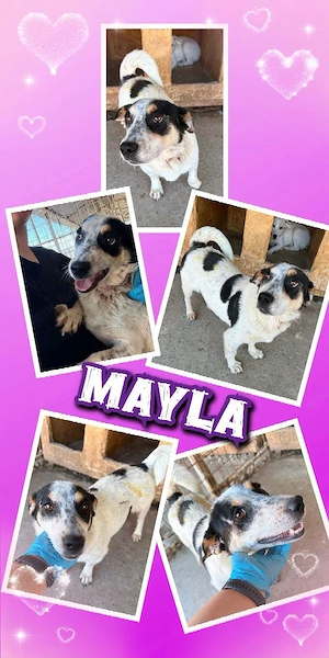 lebensfrohe, liebe, menschenbezogene Hündin "Mayla" sucht ein liebevolles Zuhause