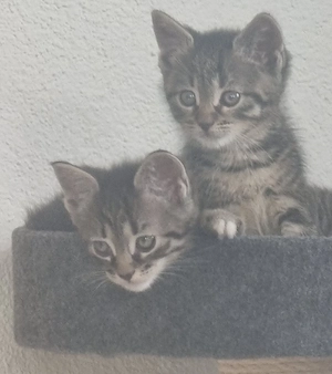 2 Kitten abzugeben 