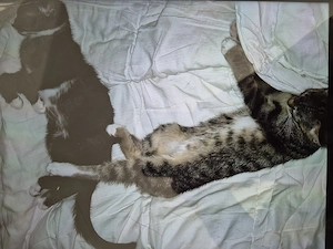 6 kleine Kitten abzugeben!