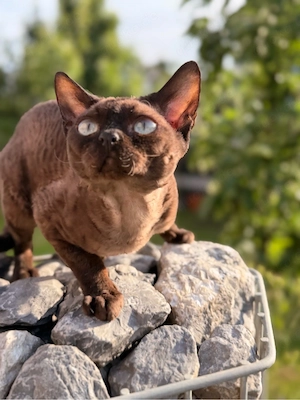 Devon Rex Deckkater lückenloses Stammbaum, Champion- Show- Linien, geimpft, gechippt, jung, kräftig 