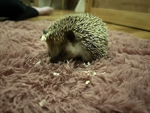 Süßer Weißbauchigel abzugeben