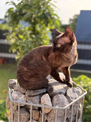Devon Rex katter ,Kastriert, geimpft, geshipt, jung, kräftig 