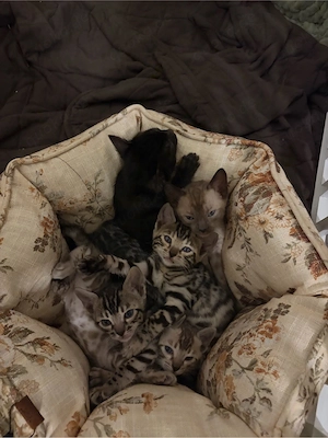 Bengal Kitten, 4 Mädchen