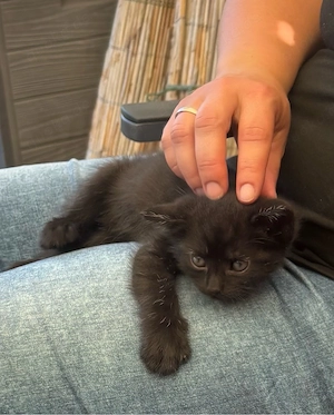 Katerchen suchen ein liebevolles Zuhause