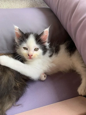 Maine Coon baby katerchen