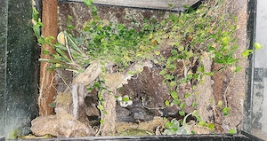 Terrarien & Zubehör 