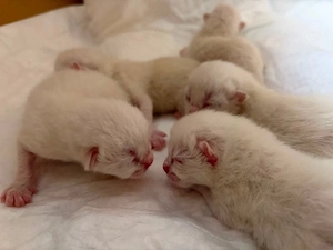Ragdoll BKH kitten 