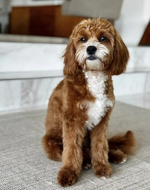 Wunderschöne Cavapoo's  Bild 2