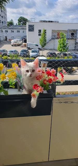 Verkaufe ein weiß koter Maine Coon 
